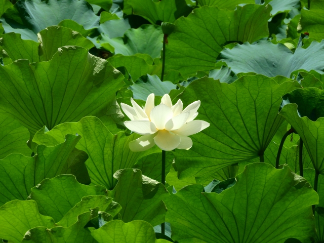 初めてでも安心！弔電の正しい書き方とマナー完全解説